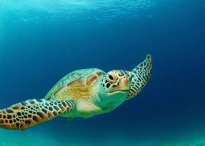 公寓 热带公寓 拉加纳斯