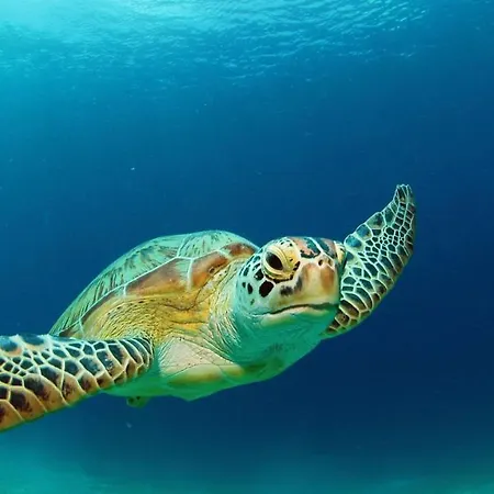 Apartamento Tropical Laganas